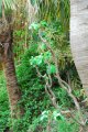 Pied d'éléphant. JATROPHA podagrika. Amérique tropical. Euphorbiaceae. 1m